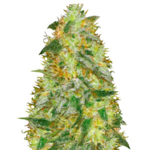 Auto Original Limonade Skunk (Victory Seeds) семена конопли