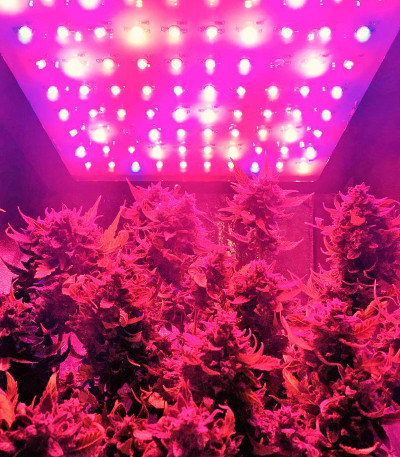 Bubblelicious Automatic fem (Nirvana Seeds) семена конопли — изображение 5