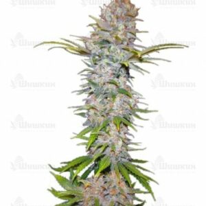 Jock Horror Automatic fem (Nirvana Seeds) семена конопли