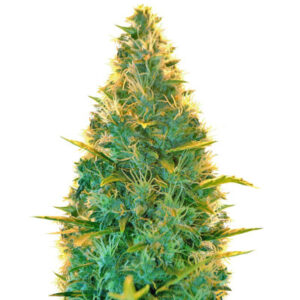 Lowryder auto regular (Doctor’s Choiсe)