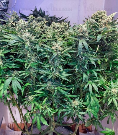 Jack Herer (GHS) семена конопли — изображение 3