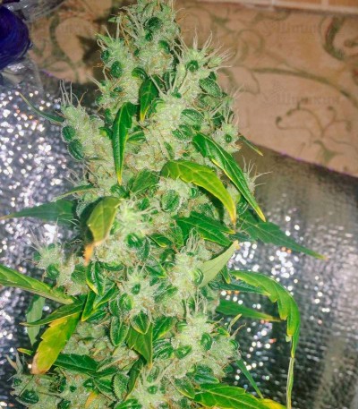 Jack Herer (GHS) семена конопли — изображение 5