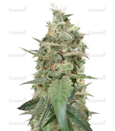 Auto Ak (AK 47 Auto) семена конопли