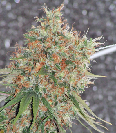Arjan's Strawberry Haze fem (GHS) семена конопли — изображение 3