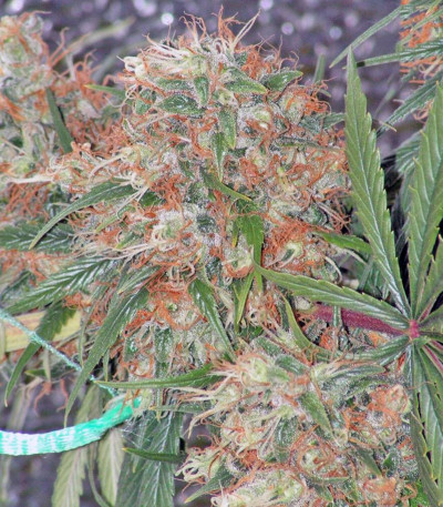 Arjan's Strawberry Haze fem (GHS) семена конопли — изображение 5