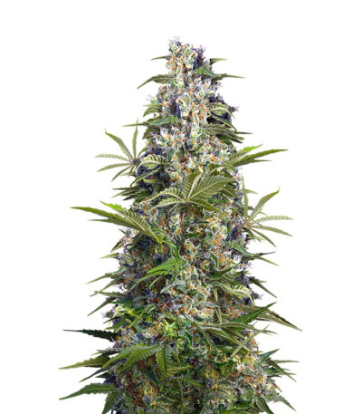 Семена сорта Gorilla Girl (Sweet Seeds)