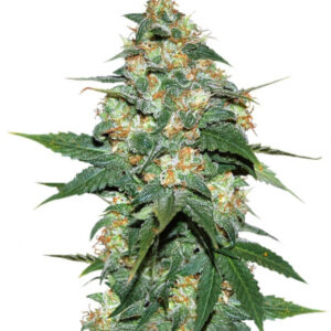 Семена сорта Skunk 47 (World of Seeds)
