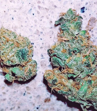 Семена сорта Super Skunk regular (Nirvana Seeds) — изображение 2