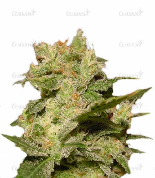 Семена сорта Afghan Kush X White Widow (World of Seeds)