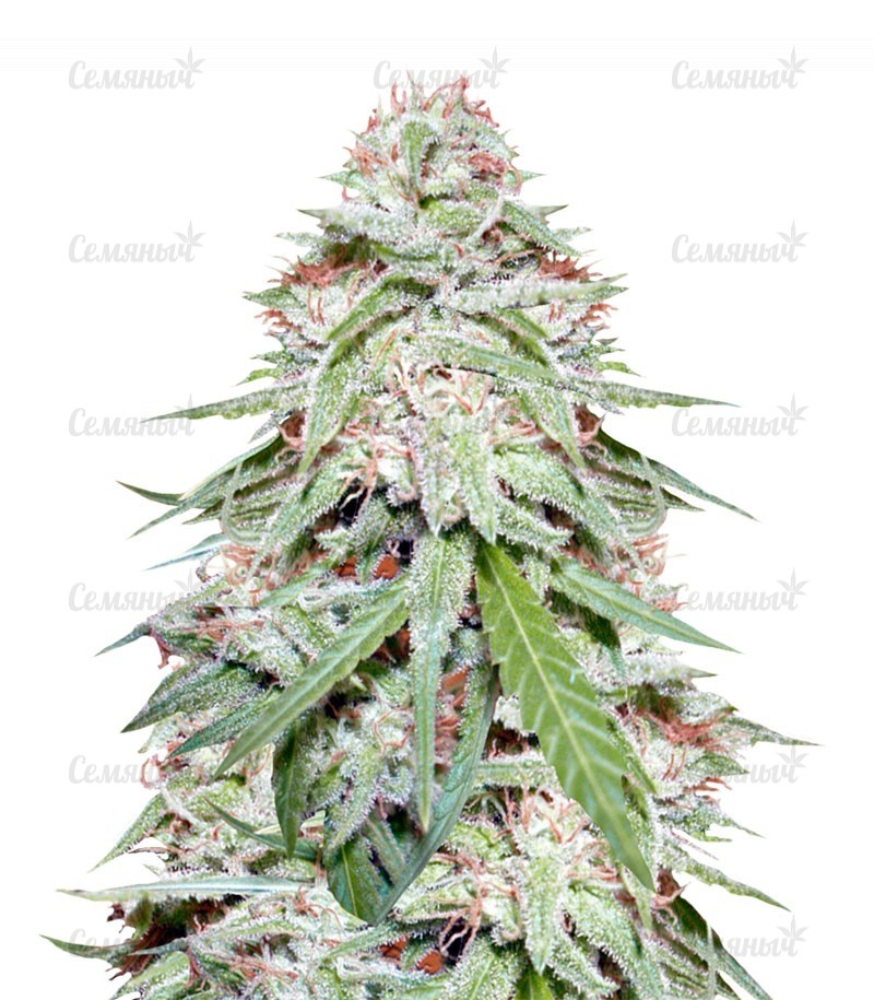 Семена сорта Amnesia Gold (Pyramid Seeds)