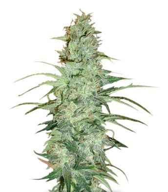 Семена сорта Super Skunk regular (Nirvana Seeds)