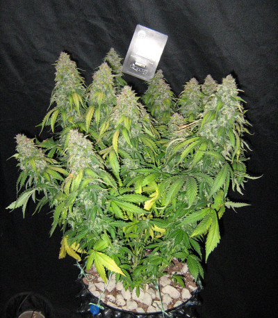Auto Tutankhamon fem (Pyramid Seeds) — изображение 6
