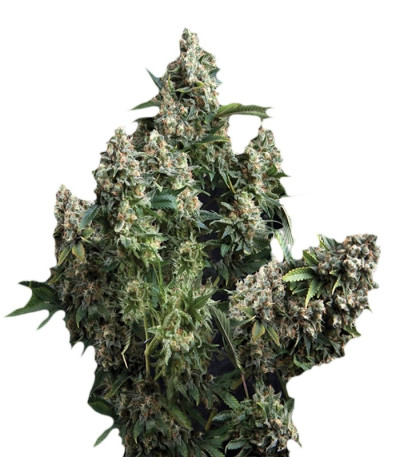 Auto Tutankhamon fem (Pyramid Seeds)