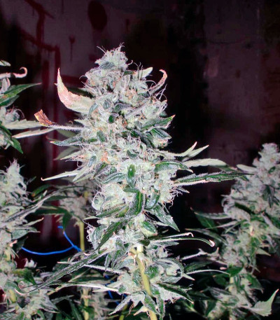 Auto Tutankhamon fem (Pyramid Seeds) — изображение 5