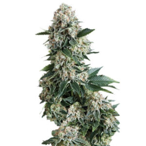 Семена сорта New York City fem (Pyramid Seeds)