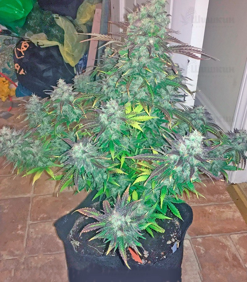 Семена сорта Northern Lights x Big Bud Auto fem (World of Seeds) — изображение 2