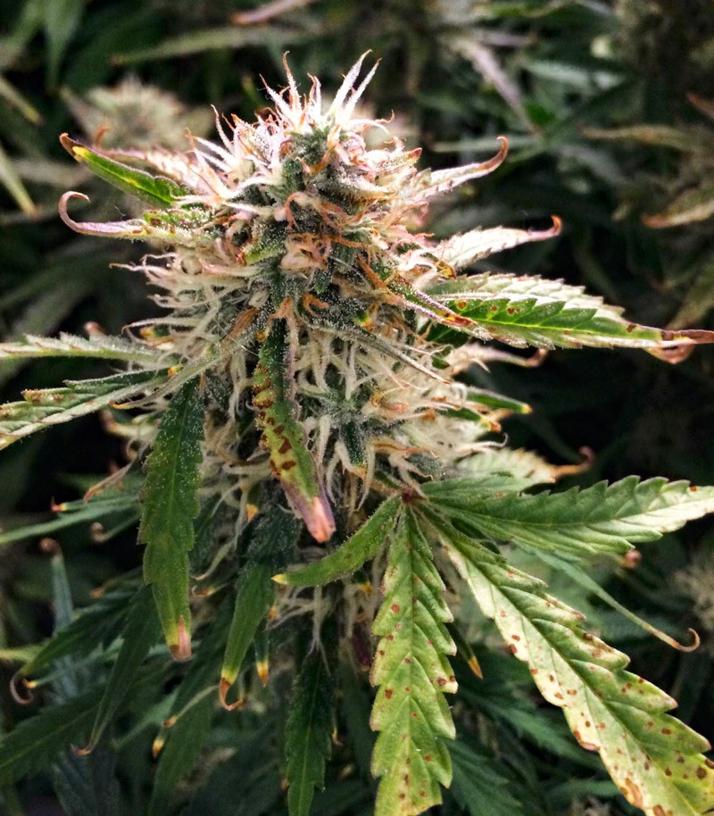 Семена сорта Wild Thailand Ryder auto fem (World of Seeds) — изображение 3