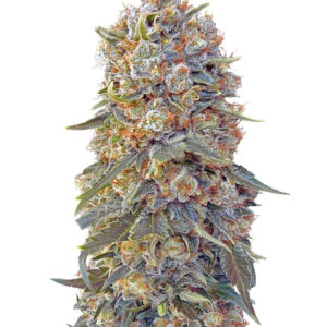 Семена сорта Sweet Critical fem (00 Seeds)