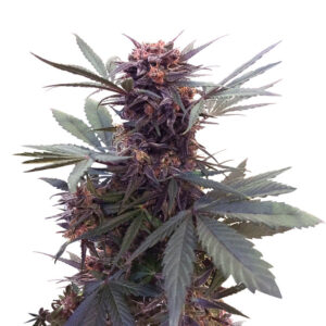 Babushka Black Auto fem (Kalashnikov Seeds) семена конопли