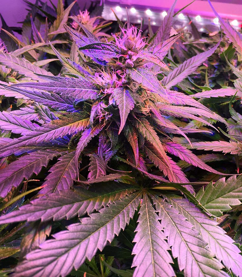 Kabul Express fem (Kalashnikov Seeds) семена конопли — изображение 4
