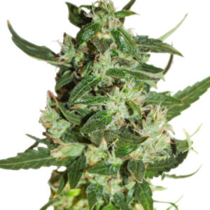 Kabul Express fem (Kalashnikov Seeds) семена конопли