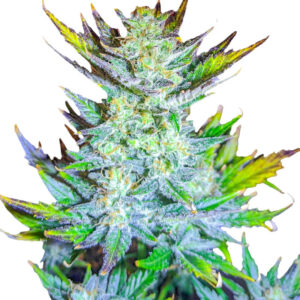 Moscow Blueberry Auto fem (Kalashnikov Seeds) семена конопли