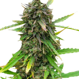Purple Russian Express fem (Kalashnikov Seeds) семена конопли