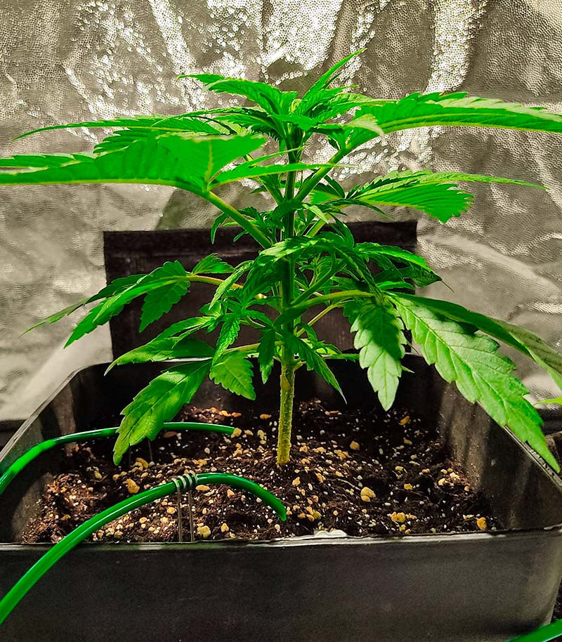 Семена сорта Auto Chocolate Kush fem (00 Seeds) — изображение 3