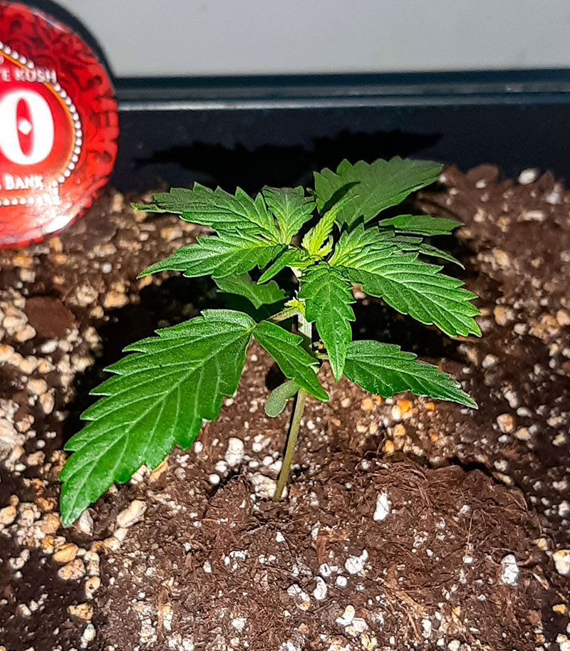 Семена сорта Auto Chocolate Kush fem (00 Seeds) — изображение 2
