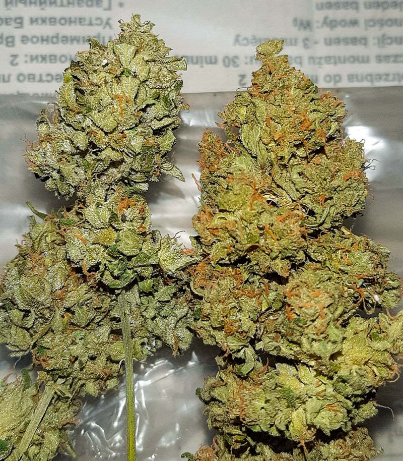 Семена сорта Auto Chocolate Kush fem (00 Seeds) — изображение 4