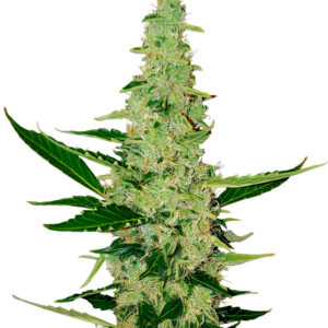 Семена сорта Auto Chocolate Kush fem (00 Seeds)