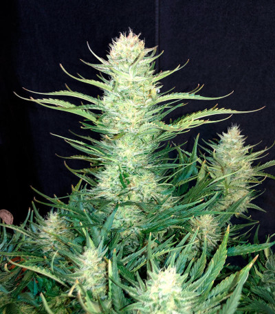 Bruce Banner Auto fem (FastBuds) семена конопли — изображение 4