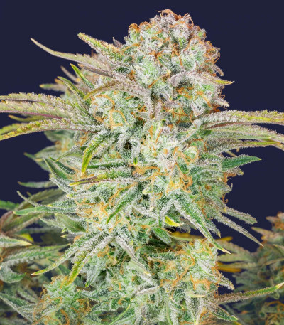 Bruce Banner Auto fem (FastBuds) семена конопли — изображение 3