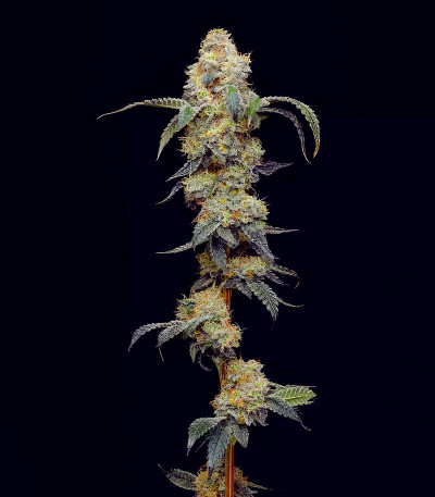 Farmer’s Daughter fem (Humboldt Seed Company) семена конопли — изображение 3
