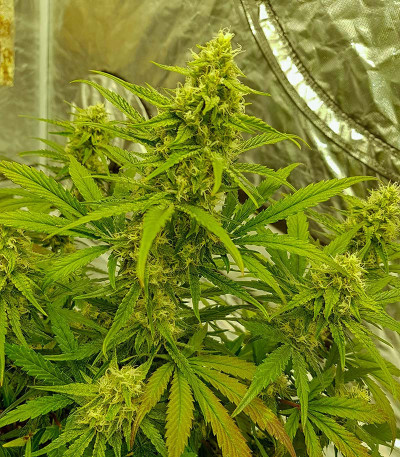 Watermelon Zkittlez Auto fem (Barney's Farm) семена конопли — изображение 6