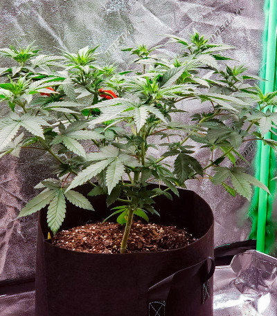 Banana Rapids fem (Dr. Krippling Seeds) семена конопли — изображение 5