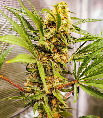 Dozy Cake fem (AlphaFem Seeds) семена конопли — изображение 4