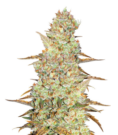 Mimosa Cake Auto fem (FastBuds)