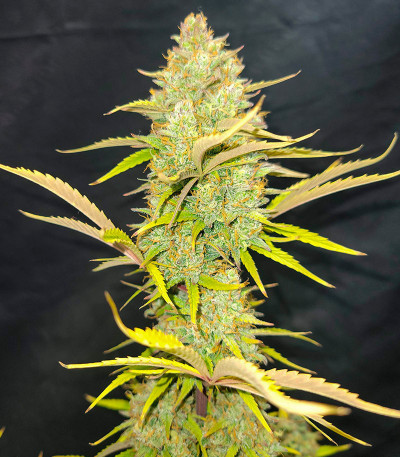 Pound Cake Auto fem (FastBuds) семена конопли — изображение 3