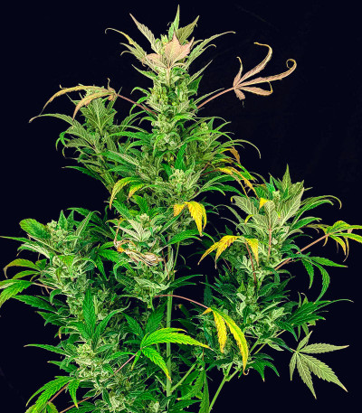 Pound Cake Auto fem (FastBuds) семена конопли — изображение 6