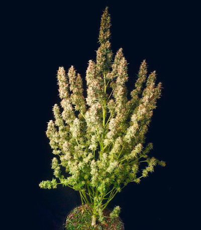 Totally Alpha OG Auto fem (AlphaFem Seeds) семена конопли — изображение 4