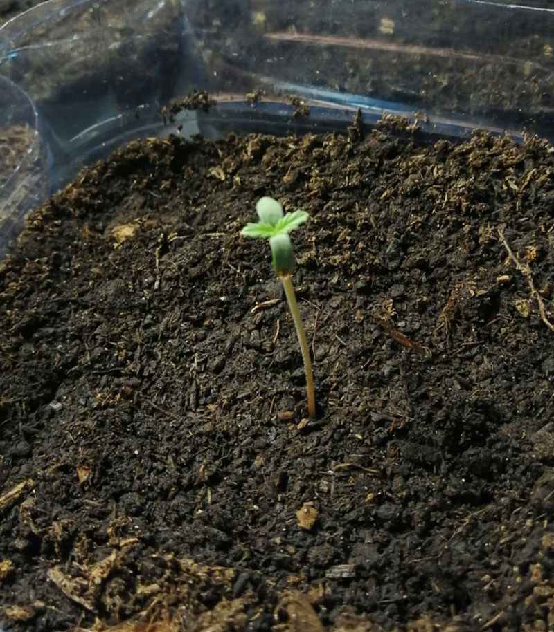 Семена сорта Bruce Banner Auto fem (Cali Buds Seeds) — изображение 3
