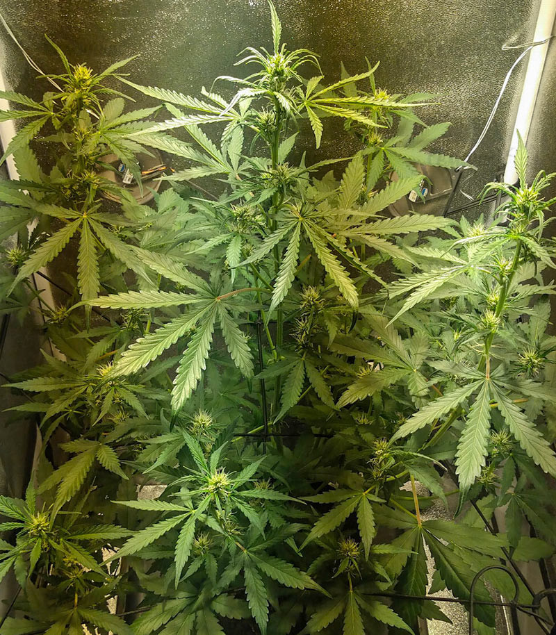 Семена сорта Bruce Banner Auto fem (Cali Buds Seeds) — изображение 4