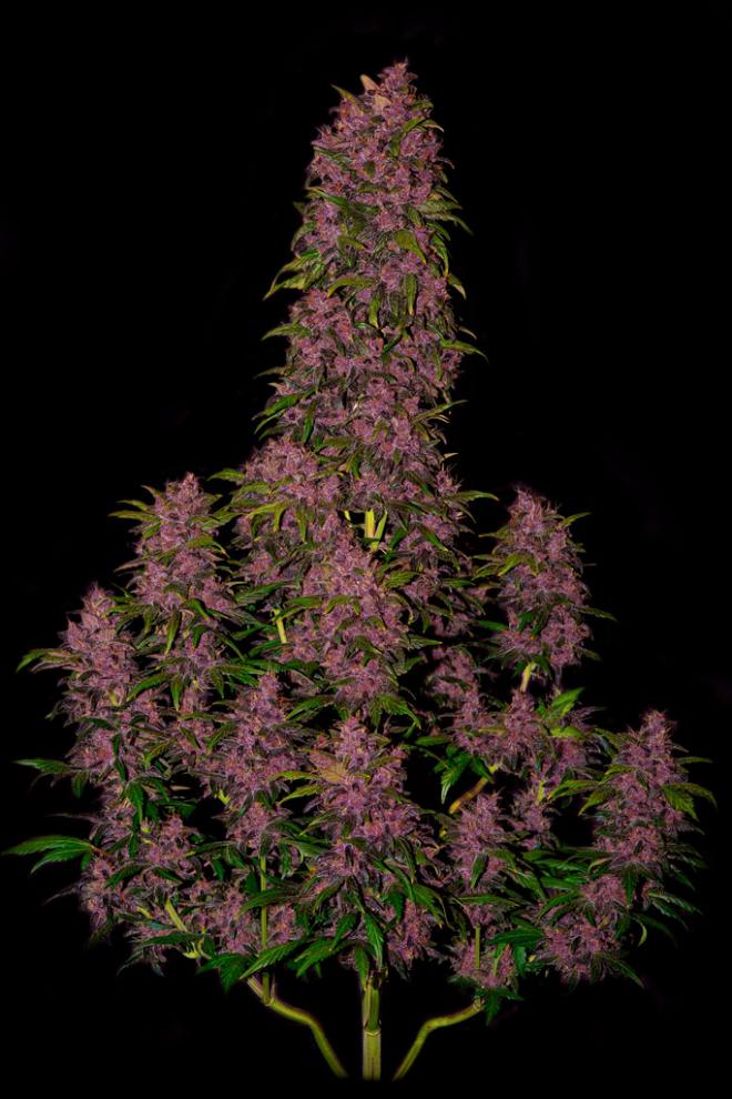 Семена сорта Crystal METH auto (FastBuds) — изображение 2