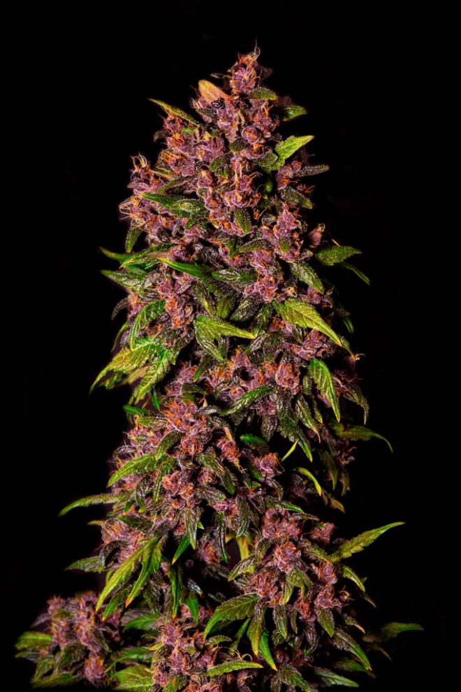 Семена сорта Crystal METH auto (FastBuds) — изображение 3