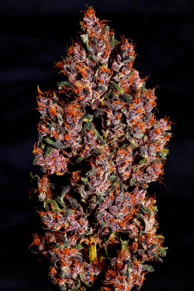 Семена сорта Crystal METH auto (FastBuds) — изображение 4