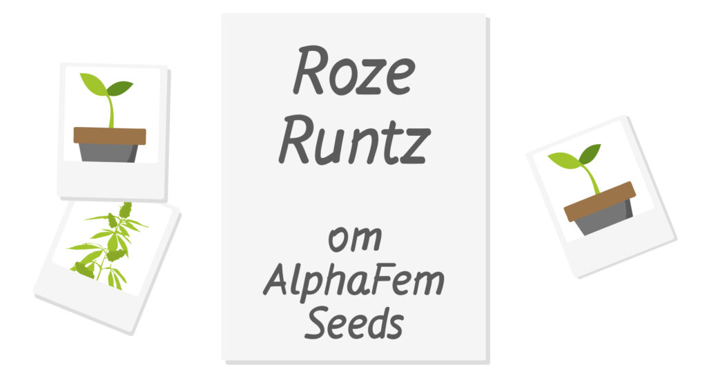 Гроурепорт сорта конопли Roze Runtz от AlphaFem Seeds