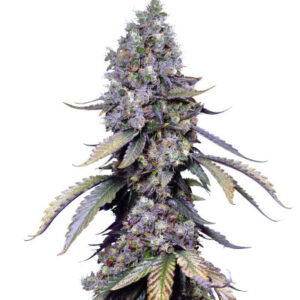 Black Muffin F1 Fast Version fem (Sweet Seeds) семена конопли