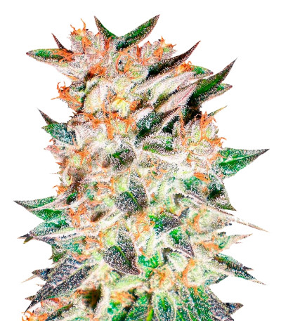 Delicious Candy Auto fem (Delicious Seeds) семена конопли