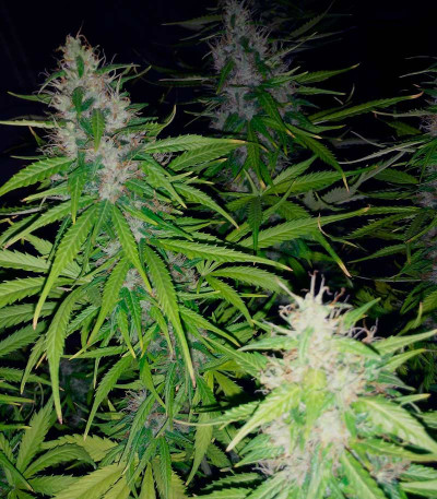 Delicious Candy Auto fem (Delicious Seeds) семена конопли — изображение 4